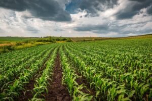 campi coltivati sotto un cielo minaccioso