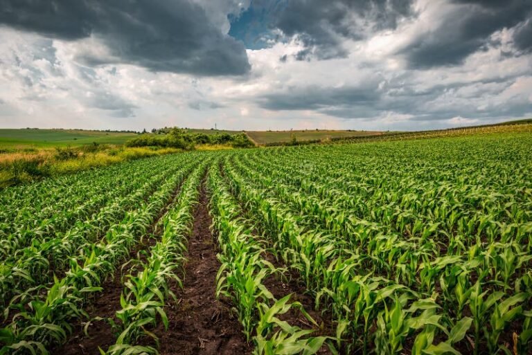 La Polizza Calamità Naturali È Obbligatoria Per Tutti Gli Agricoltori 6 campi coltivati sotto un cielo minaccioso