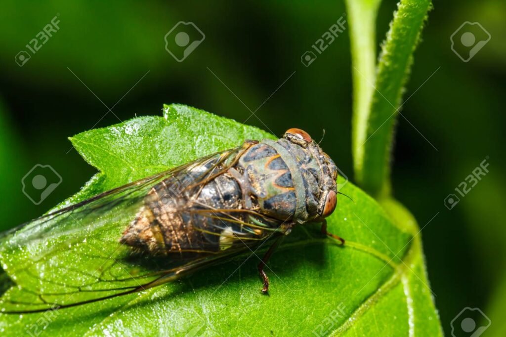 Cosa Sapere sulla Cicala nel Villaggio di Brolo