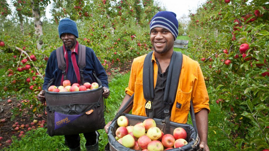 frutteti con lavoratori stagionali intenti a raccogliere frutta