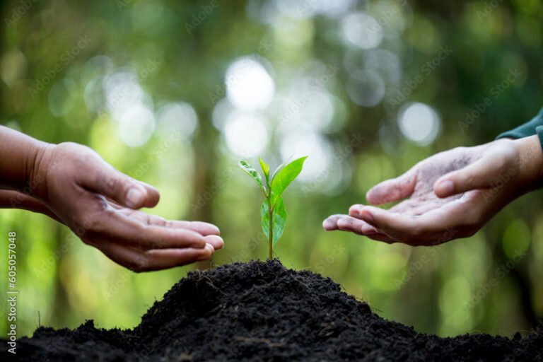 mani che piantano un albero verde