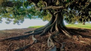 vecchio albero con radici profonde e solide